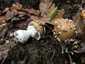 Párducgalóca (Amanita pantherina), Őrség